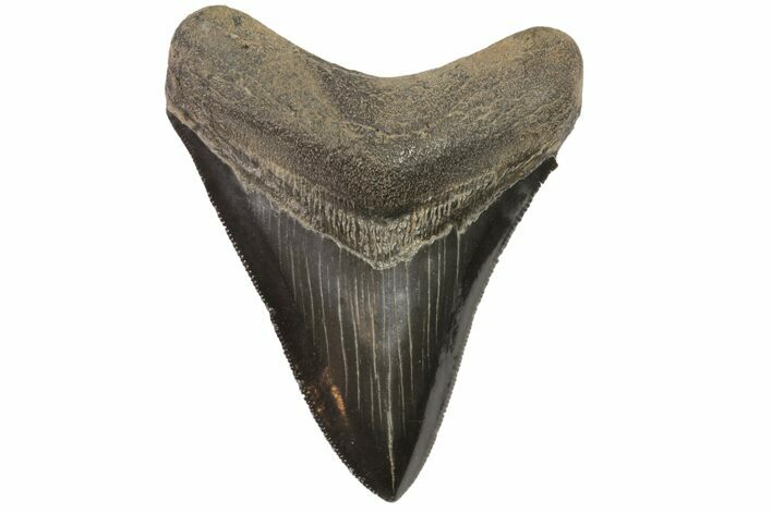 Serrated, Fossil Megalodon Tooth - Georgia #78652